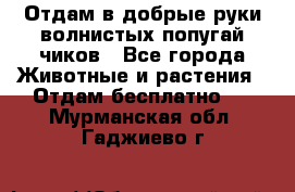 Отдам в добрые руки волнистых попугай.чиков - Все города Животные и растения » Отдам бесплатно   . Мурманская обл.,Гаджиево г.
